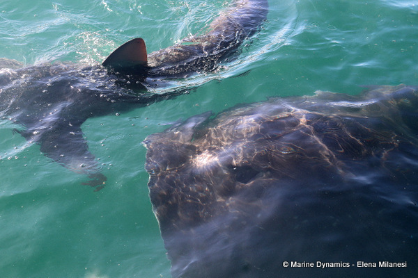 Bronze whaler shark and Short-tail stingray, South Africa 